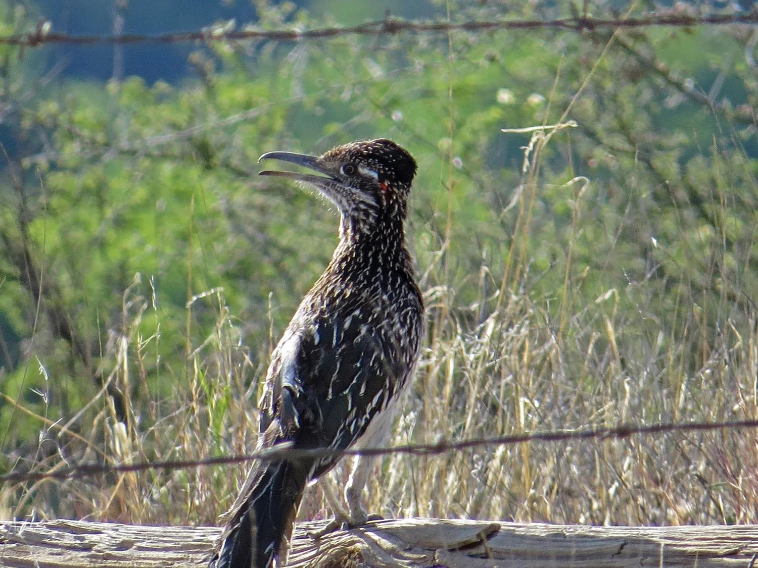 Greater Roadrunner — Susan Kirby